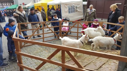 Ein Streichelzoo in der Michaelstrasse auf dem Weihnachtsmarkt.